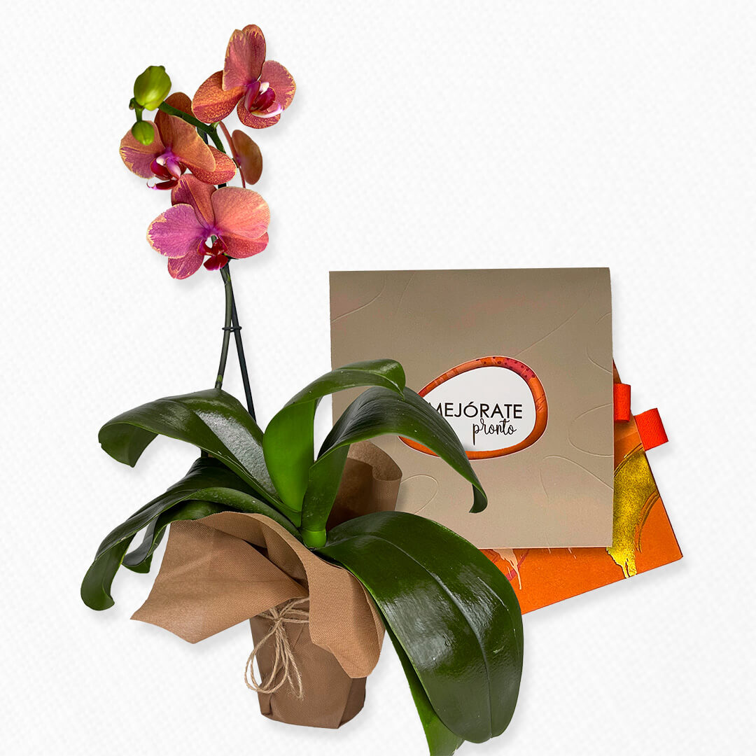 Bono de Toda Ocasión en sobre y planta